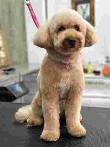Image of Hugo's Spa - Hundesalon service in Leichlingen (Rheinland), Nordrhein-Westfalen, Germany