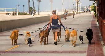 Image of Take a Hike - Dog Walker service in Haldimand County, Ontario, Canada Image of Take a Hike - Dog Walker service in Haldimand County, Ontario, Canada