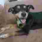 Image of Canile Hotel Degli Animali service in Marino, Lazio, Italy