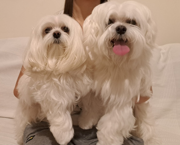 Image of Fashion Pet service in Martellago, Veneto, Italy