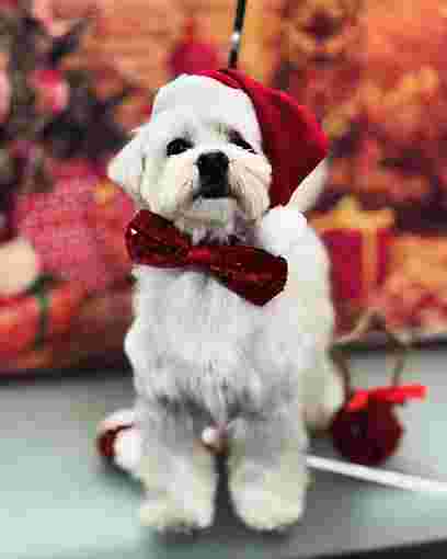 Image of Odb pet parlour service in Roma, Lazio, Italy Image of Odb pet parlour service in Roma, Lazio, Italy