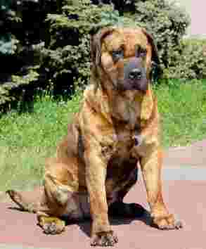 Image of Canarinoin service in Palermo, Sicilia, Italy