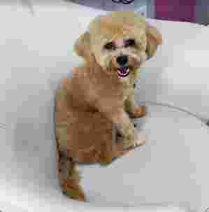 Image of peluquería canina La Dolce Vita service in Valencia, Valencia, Spain