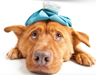 Image of Clínica Veterinaria El Molinar service in Palma, Balears, Spain
