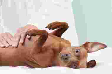 Image of Veto - Lindenthal service in Koln, Nordrhein-Westfalen, Germany