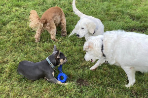 Image of Merley Mews Doggy Day Care service in Poole, Dorset, United Kingdom