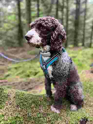 Image of New Forest Kennels and Cattery service in Saint Leonards, England, United Kingdom