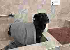 Image of Pet Valu service in Regina, Saskatchewan, Canada