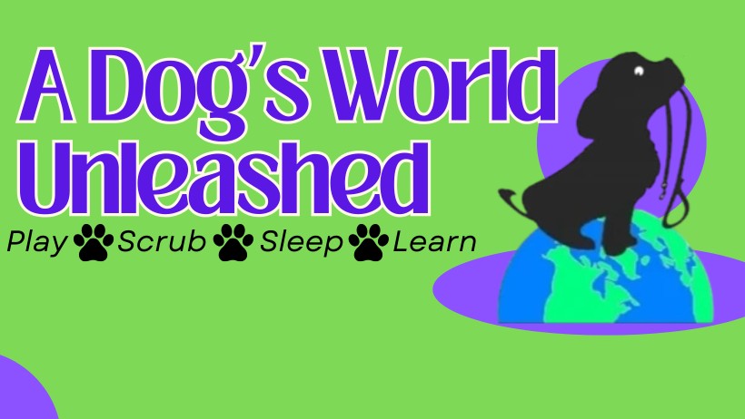 Image of A Dog's World Unleashed service in Plymouth County, Massachusetts, United States
