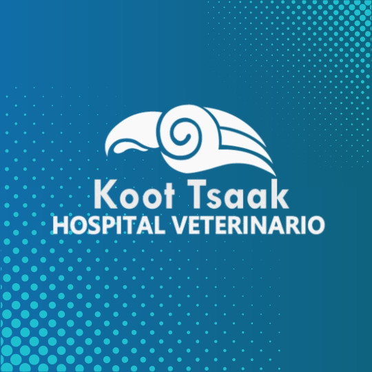 Image of Hospital Veterinario Koot Tsaak service in Mineral de la Reforma, Hidalgo, Mexico