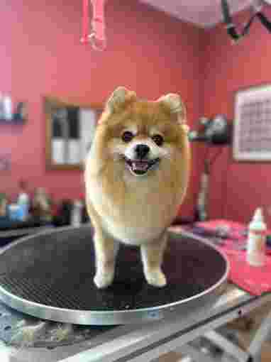 Image of Glam’Dogs Bochum Hundesalon & Spa service in Bochum, Nordrhein-Westfalen, Germany