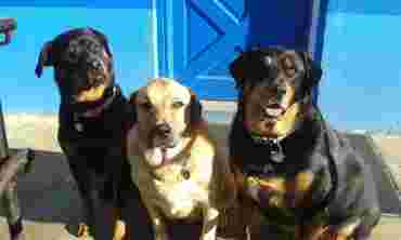 Image of Woof And Whisker Inn service in Worcester County, Massachusetts, United States Image of Woof And Whisker Inn service in Worcester County, Massachusetts, United States