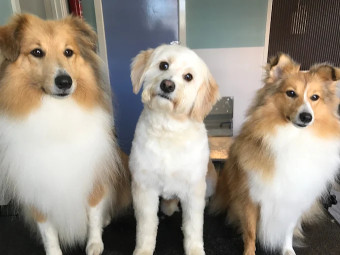 Image of Groom Inc service in Sheffield, England, United Kingdom