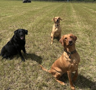 Image of Wendlebury Walkies service in Cherwell District, England, United Kingdom