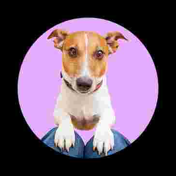 Image of Super Pups Daycare service in Conshohocken, Pennsylvania, United States