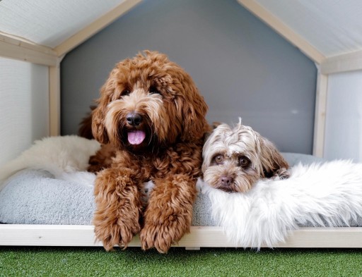 Image of Dog Affair service in Zurich, Zurich, Switzerland