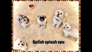 Image of Splish Splash Dog Daycare service in Englewood, Colorado, United States