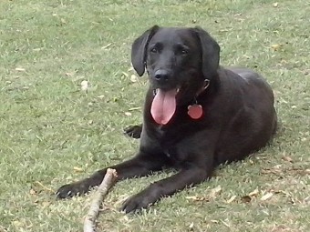 Image of Well Mannered Mutts service in Christchurch, Canterbury, New Zealand