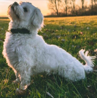 Image of Mo's Hundetraining Köln service in Koln, Nordrhein-Westfalen, Germany