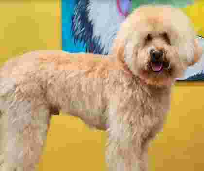 Image of Animal Spirit - Spa Canino service in Valencia, Valencia, Spain