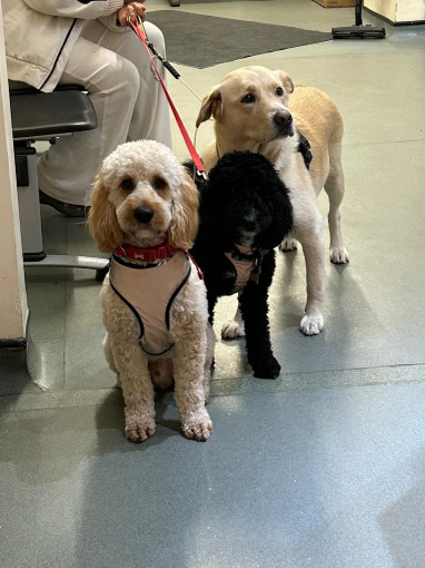 Image of Tweed House Vets service in Yeadon, England, United Kingdom