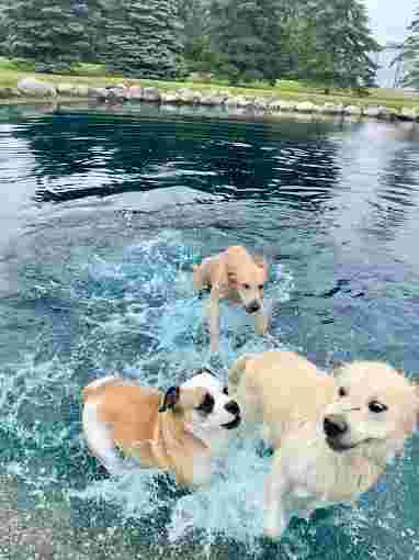 Image of Dog Ranch service in Macomb County, Michigan, United States Image of Dog Ranch service in Macomb County, Michigan, United States