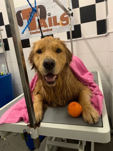 Image of TAILS Creche canina By Petmais service in Lisboa, Lisboa, Portugal