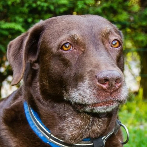 Image of Hundeschule Martin Rütter DOGS Essen service in Essen, Nordrhein-Westfalen, Germany
