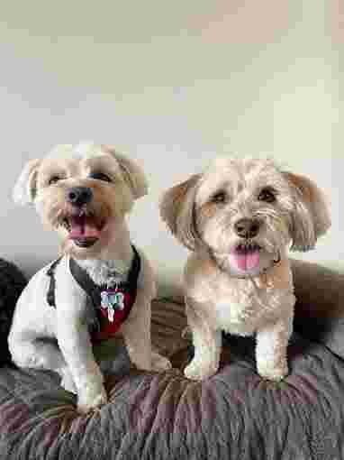 Image of Frankie's pet care service in Toronto, Ontario, Canada