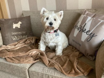Image of Posh Dogs service in Sunniside, England, United Kingdom