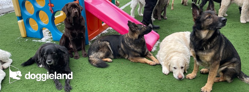 Image of Doggieland service in Vaughan, Ontario, Canada