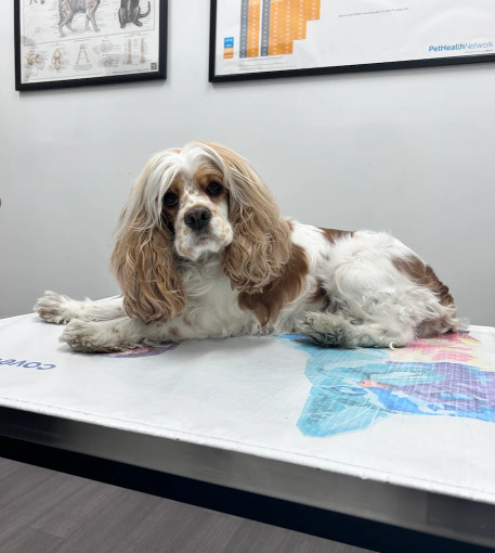 Image of Broad Street Animal Hospital service in Philadelphia, Pennsylvania, United States