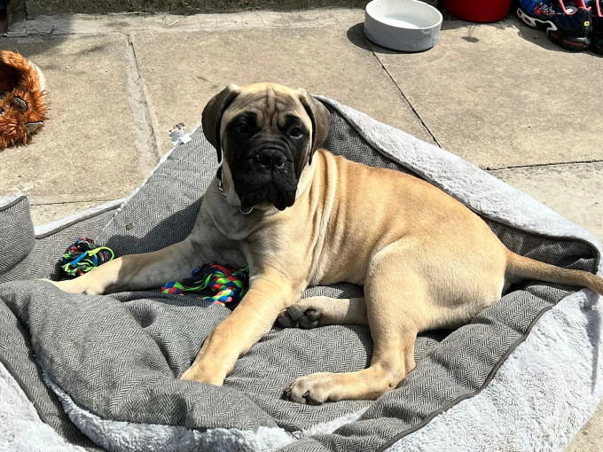 Image of Companion Care Vets service in Leeds, England, United Kingdom