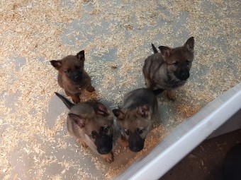 Image of Narnia Kennels service in Mount Elgin, Ontario, Canada