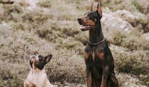 Image of Vonkebles Dog Training - Salisbury service in Lopcombe, England, United Kingdom