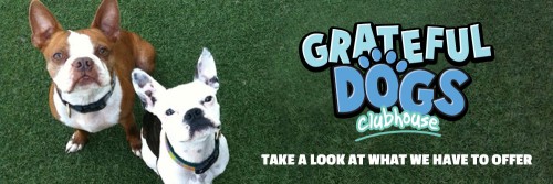 Image of The Grateful Dogs Clubhouse service in El Segundo, California, United States Image of The Grateful Dogs Clubhouse service in El Segundo, California, United States