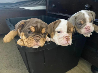 Image of ESTETICA CANINA Bulldogs & Friends Spa service in Tijuana, Baja California, Mexico