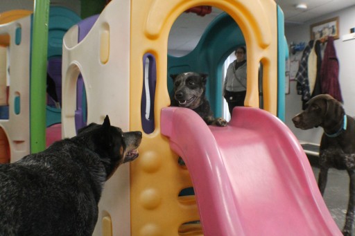 Image of Kamp K9, Inc service in Hooksett, New Hampshire, United States Image of Kamp K9, Inc service in Hooksett, New Hampshire, United States