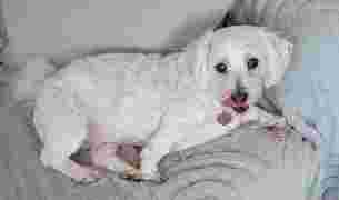 Image of Brians Grooming service in Litherland, England, United Kingdom