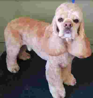 Image of Wagstars dog grooming Cheadle Heath service in Cheadle, England, United Kingdom