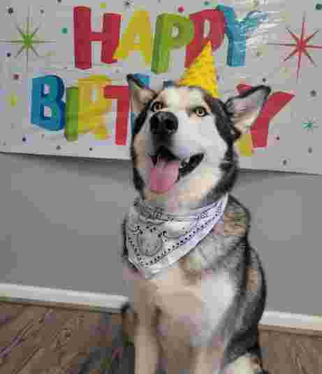 Image of Must Love Dogs service in Marietta, Georgia, United States