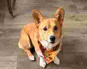 Image of J & J Pet Grooming service in Indianapolis, Indiana, United States