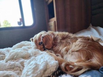 Image of Veterinary Home Healthcare service in Oklahoma City, Oklahoma, United States