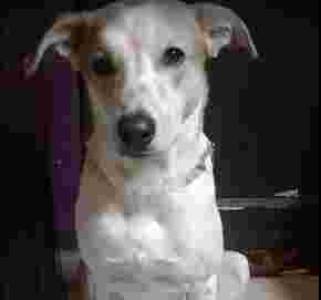 Image of Happy tails kennel service in Delhi, Delhi, India
