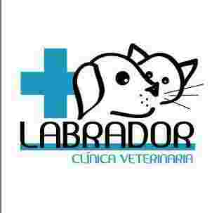 Image of Labrador Veterinary Clinic service in Madrid, Madrid, Spain