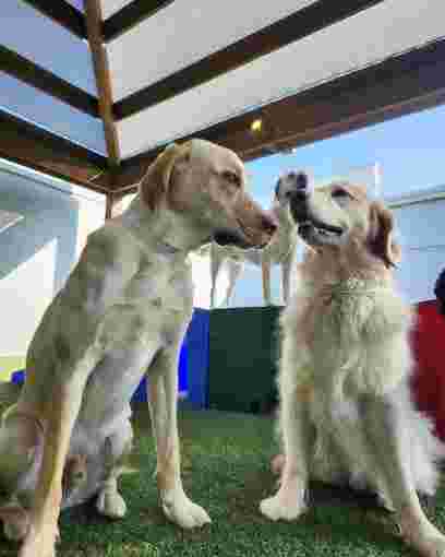 Image of All American Pet Resorts Dallas service in Dallas, Georgia, United States Image of All American Pet Resorts Dallas service in Dallas, Georgia, United States