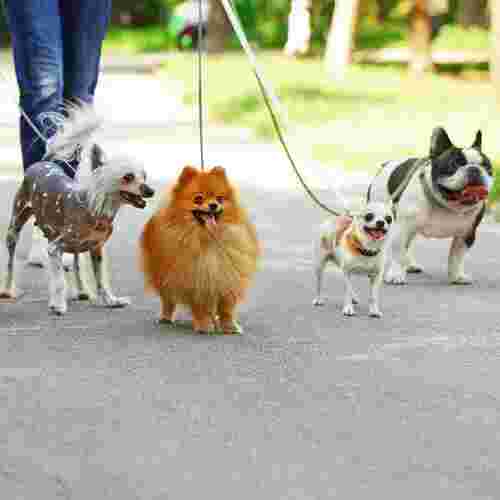 Image of Pets in the City - London service in London, England, United Kingdom