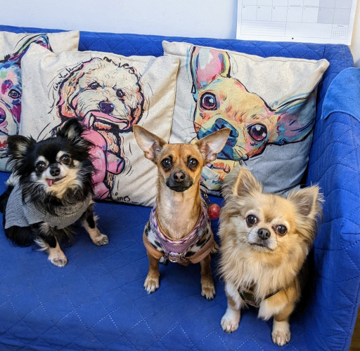 Image of Clifton Dog Grooming service in Bristol, England, United Kingdom