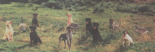 Image of North Bend Retriever Kennel service in North Bend, Oregon, United States Image of North Bend Retriever Kennel service in North Bend, Oregon, United States