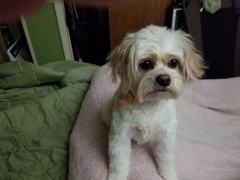 Image of Shaggy Dog service in Pittsburgh, Pennsylvania, United States